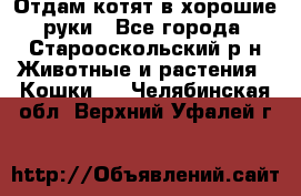 Отдам котят в хорошие руки - Все города, Старооскольский р-н Животные и растения » Кошки   . Челябинская обл.,Верхний Уфалей г.